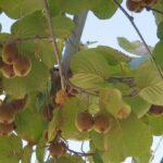 Experience a fragrant summer in Dalmatia