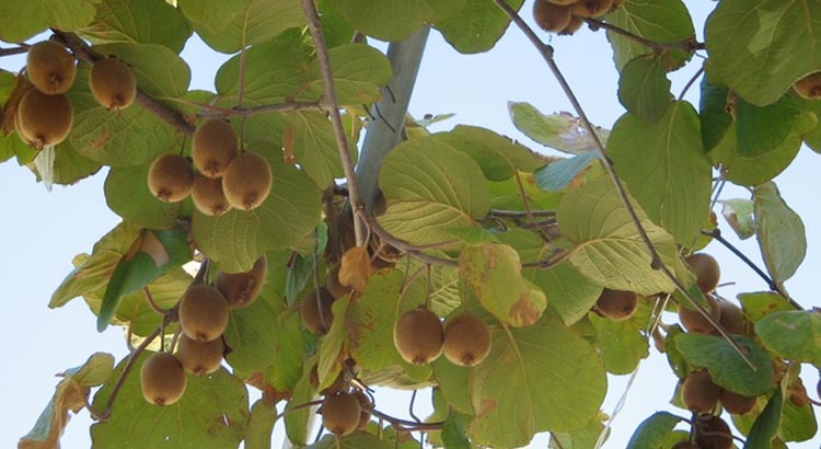 Experience a fragrant summer in Dalmatia